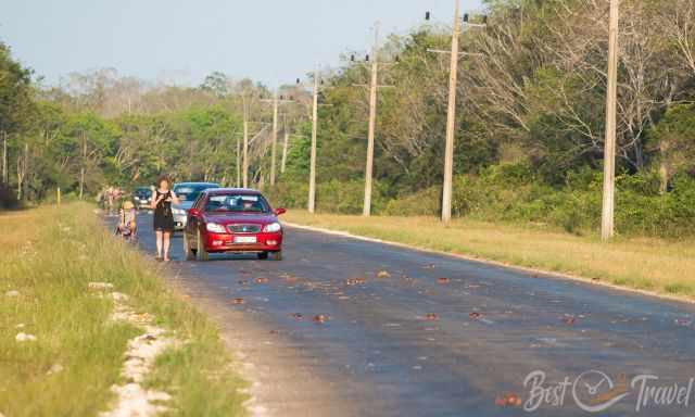 Crushed crabs on the road