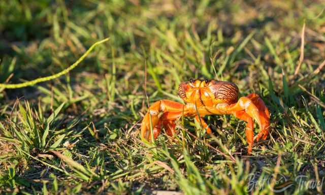 A smaller orange land crab