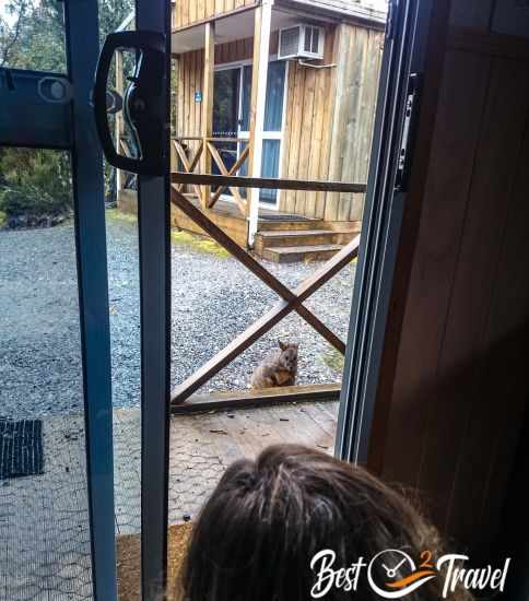 A pademelon in front of our cottage in the rain.