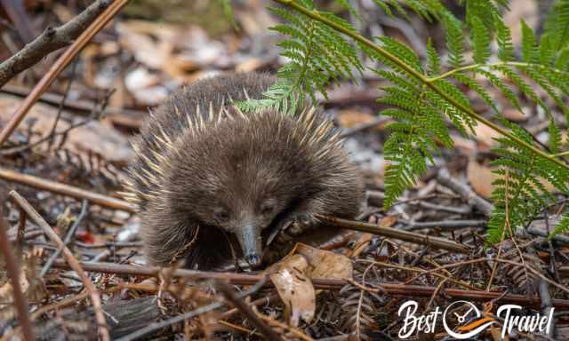 An echidna in the search for food with its long nose.