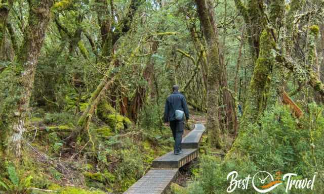A hiker on a boardwalk in the beech forest