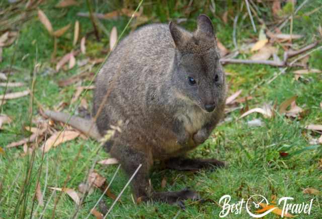 A small pademelon sitting on moss.