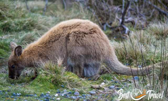 A wallaby with thicker fur feeding on grass