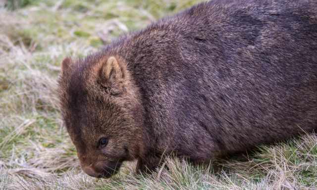 Wombat feeding