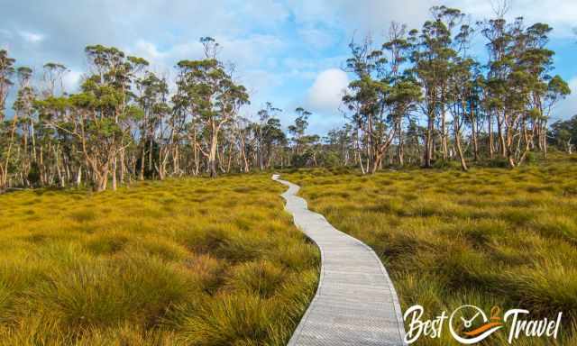 A boardwalk leads through buttongrass and eucalyptus trees