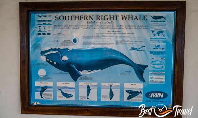 An information board about Southern Right Whales