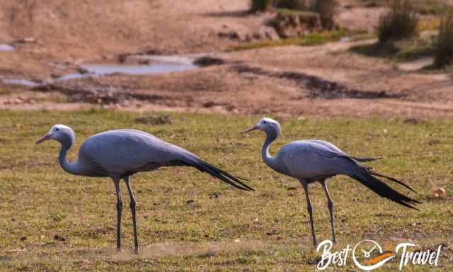 Blue cranes in the wetland in De Hoop