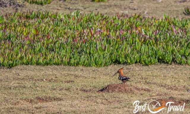A hoopoe on the ground at the vlei in De Hoop