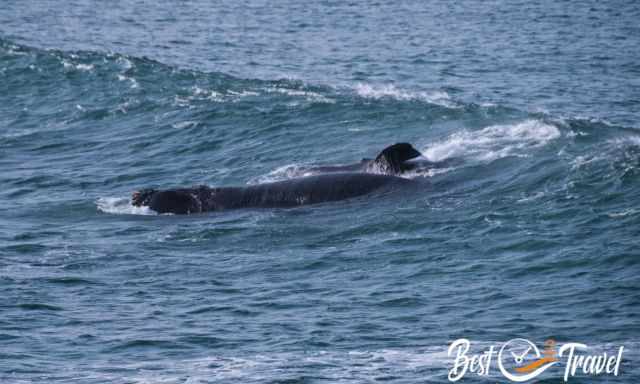 Southern Right Whale and calf in the waves