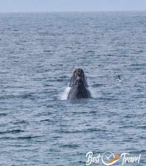 A spy hopping Southern Right Whale