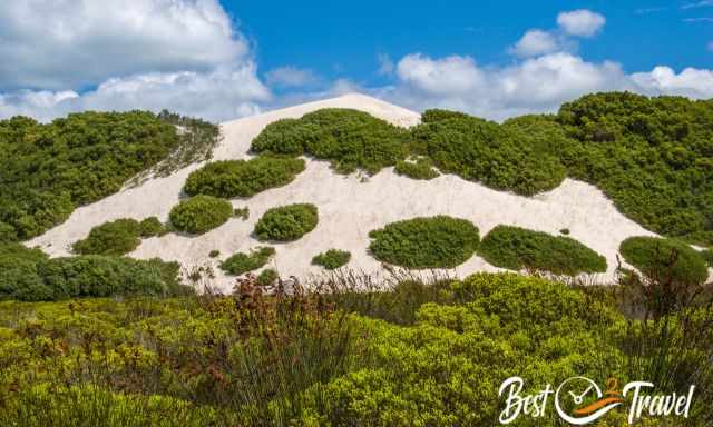 A dune covered with fynbos and other plants