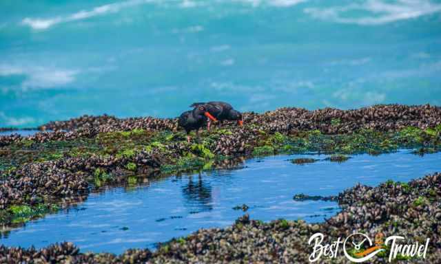 A pair of oystercatchers feeding on clams in a tide pool