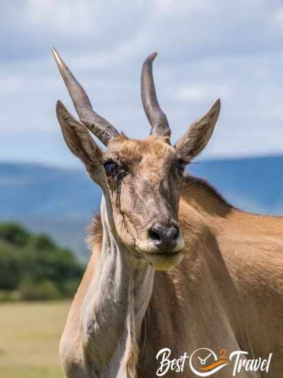 A zoom picture of the head of an eland.