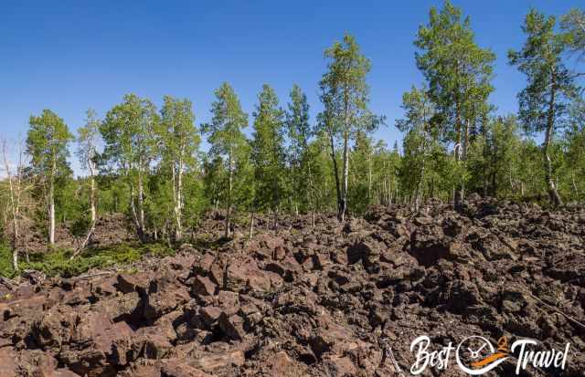 The Dixie Forest in high elevations