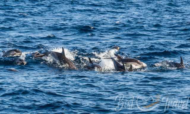 A school of dolphins 