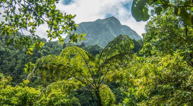 Morne Trois Piton 