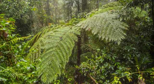 Fern Tree in Dorrigo