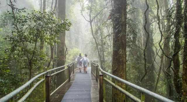 Dorrigo National Park boardwalk through rainforest