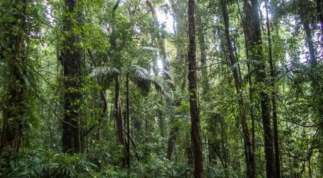The untouched Gondwana Rainforest in Dorrigo