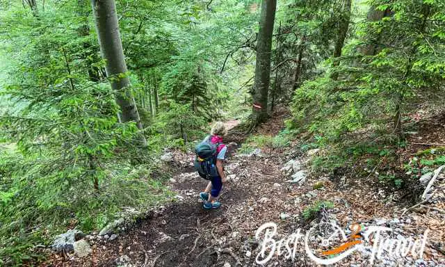 The steep path back leads through lush forest