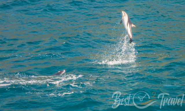 A jumping dusky dolphin far above the surface of the sea