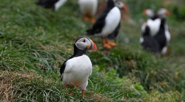 Puffins at Dyrholaey