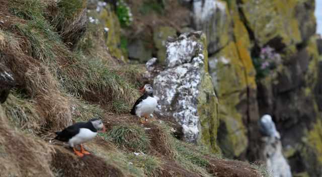 Puffins at Dyrholaey