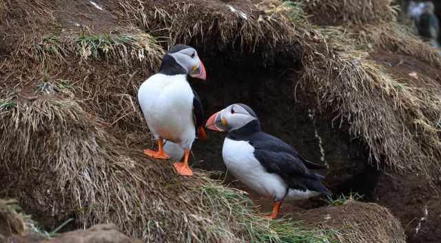 Puffins and their burrow nest at Dyrholaey