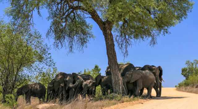 Elephants looking for shade under a huge tree