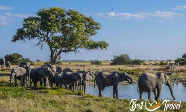 A herd of elephants drinks water