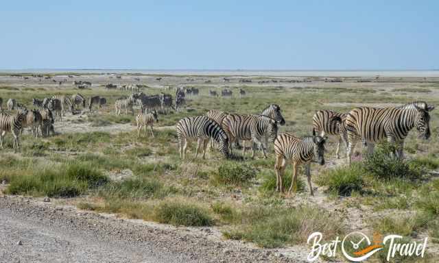 A huge herd of zebras