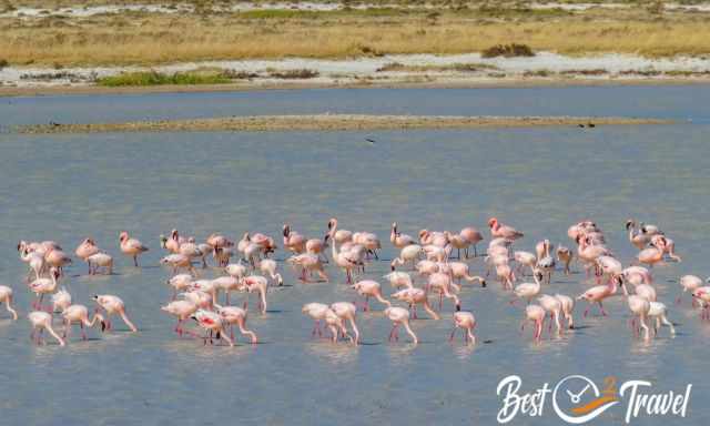 Hundreds of pink flamingos are wading through the pan