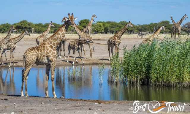 A group of giraffes at a waterhole