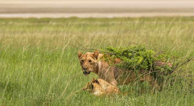 Lions in the high grass in the rainy season