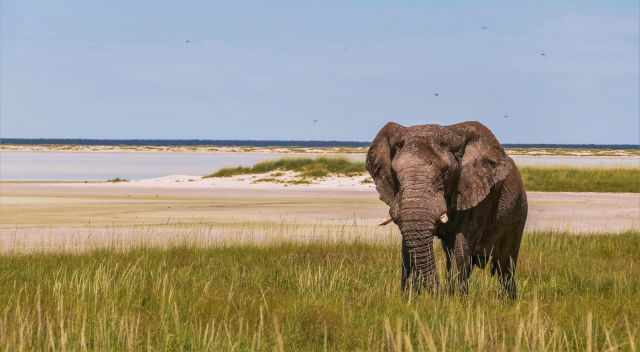 Elephant at a pan filled with water in high grass