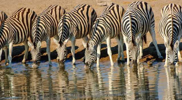 Zebras at a waterhole in the dry season