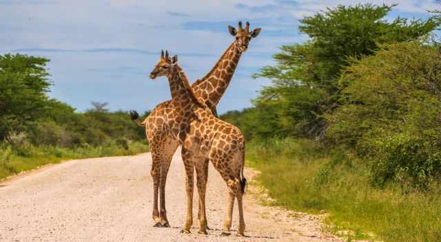 Giraffes crossing a gravel road in Etosha