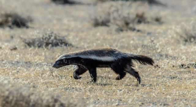 Honey Badger early morning