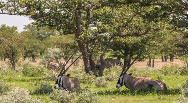 Oryx antelopes are resting under a tree