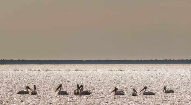 Pelicans swimming in the Etosha Pan