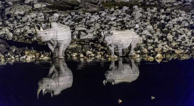 Black-rhinos at the Okaukuejo Waterhole in the night
