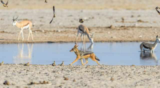 black-backed jackal at a waterhole