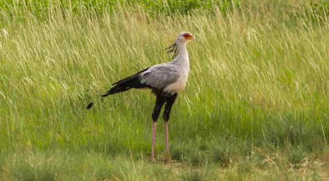 Secretary Bird in the high grass in summer