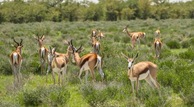 Springbokes in Etosha