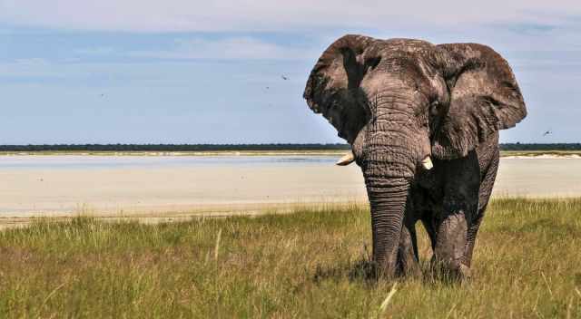 Broken elephant tusk because of hypomineralization