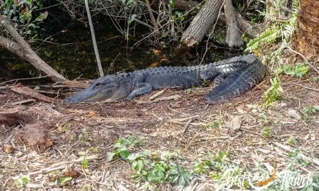 A young alligator resting in the bush