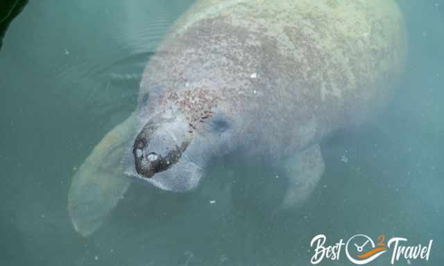 A manatee looking out of the water at the Everglades