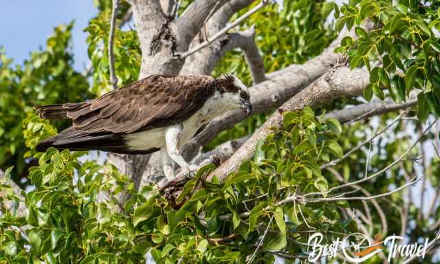 An osprey sitting in a tree