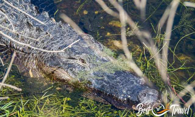 Zoom photo of the head of an alligator at Big Cypress