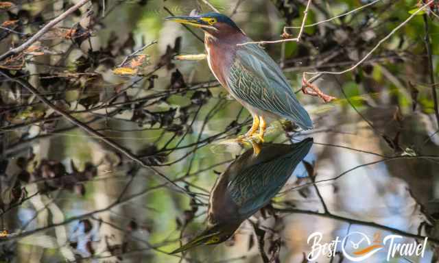 A blue heron and its mirror in the swamp